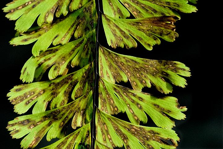 Five Finger Fern, Adiantum pedatum.jpg